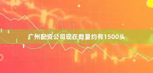广州配资公司现在数量约有1500头
